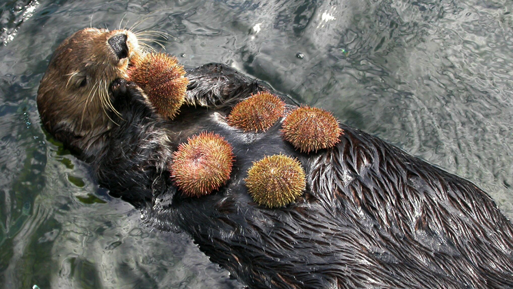 8 Facts You Need to Know About Sea Urchins - 8List.ph