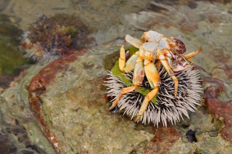 sea-urchin-457x303