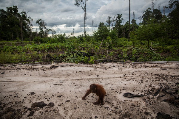 Mother Nature is Crying: 8 Shocking Environmental Images that Will ...