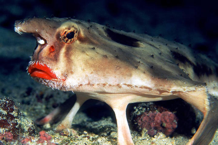 Ugliest Sea Creatures Red Lipped Batfish 