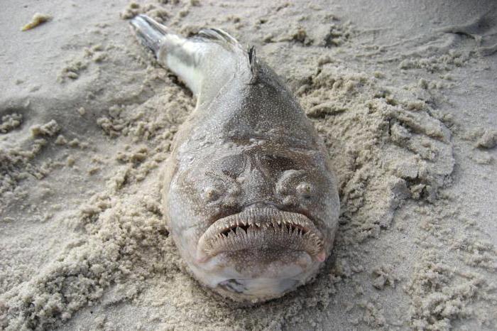 8-photos-of-the-ugliest-sea-creatures-to-make-you-feel-better-about