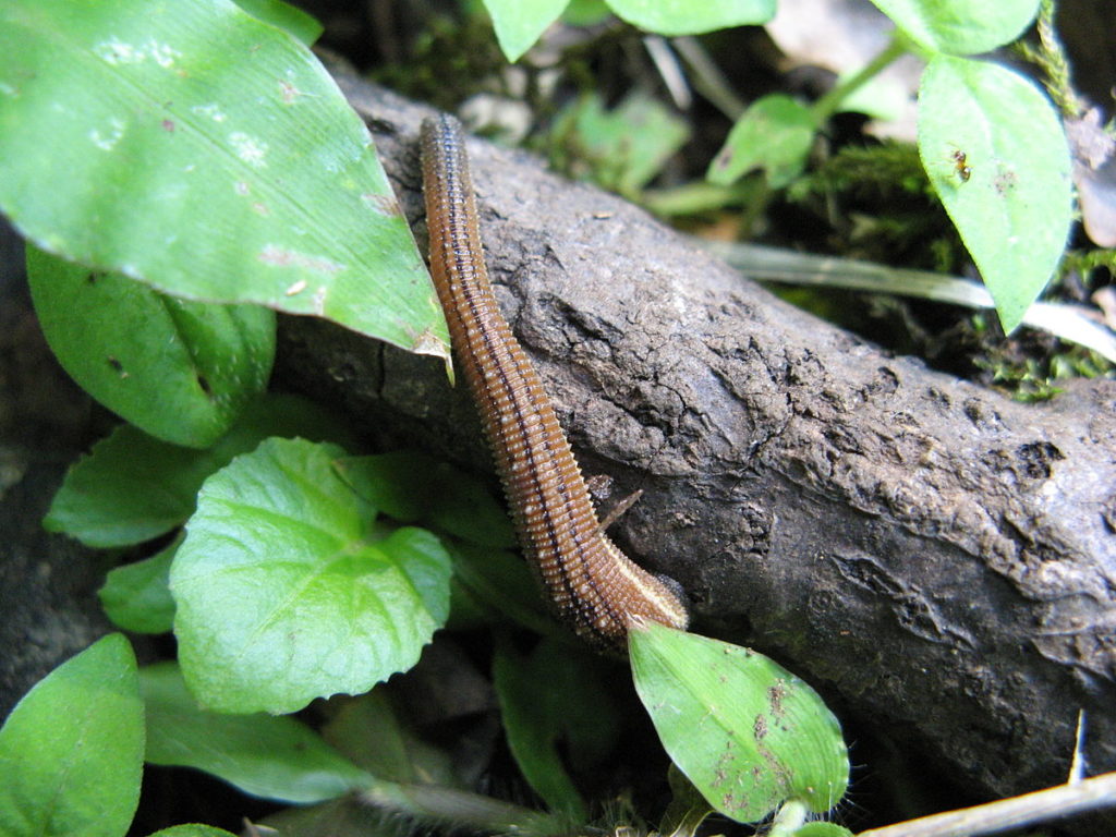 8 types of leeches