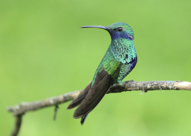 These Animals Are Officially On the Brink of Extinction - 8List.ph